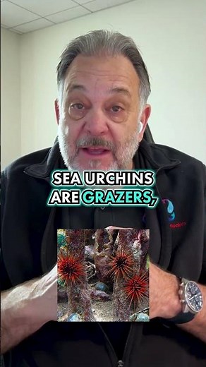 Why Sea Urchins Are Reef Heroes