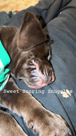 This baby was sleepy tonight. He’s fresh & clean, his outfit is clean & his bed is clean! #rocky #chocolatelab #gsp #mydog
