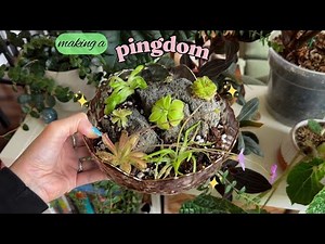 🌱 making a pingdom 🌱 easy diy carnivorous plant display