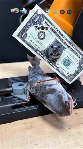 Stuff vs. Fish ASMR Experiment