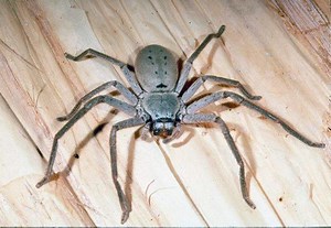 Huntsman spider ~ Detailed Information | Photos | Videos