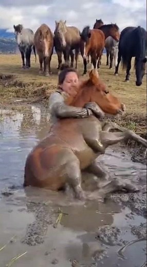 Young Woman Saves Foal From Drowning in Mud – Emotional Wildlife Rescue
