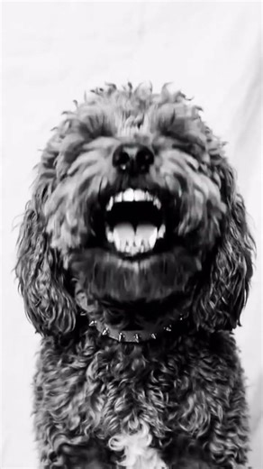 Bold Cavapoo Wall Art 🖤 Black & White Retro Dog Photography | Digital Download