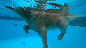 clip-1010422418-golden-retriever-puppy-exercising-swimming-pool-under
