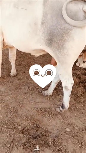 😗😗😗😗 | animal matting