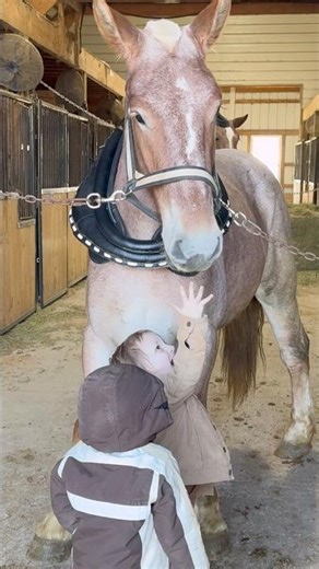 Are they Kid Safe ?? 🤠🤔😀😀😀😀 #drafthorses #horse #equestrianjourney #horsetraining #mules