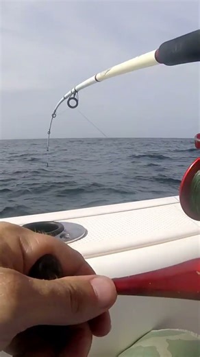 A small Vermillion Snapper from the Gulf of Mexico. #fishing #saltwaterfishing #offshorefishing