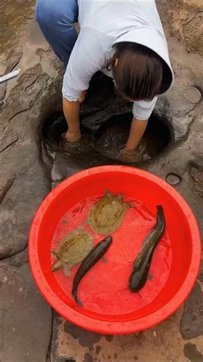 This Rock Hole Hiding a Big Catfish & a Snakehead!! No Modern Tools, Just Bare-hand Catch 🔥#fishing