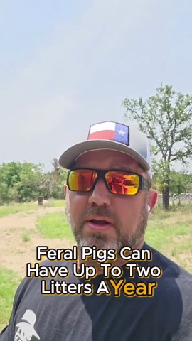 Crossbreeding feral pigs and warthogs, is it possible?
