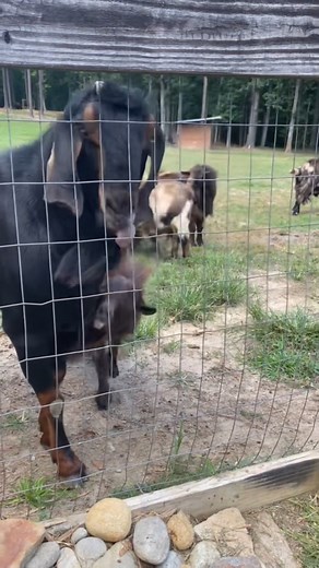 Do goats spit? hmm no, but they do def pee on their face 😆 #reels #trendingreels #goats #farm #farmlife #farmcore #goatlove | Goat Daddy's Farm