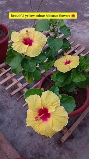Beautiful yellow colour hibiscus flowers#flowers#youtubeshorts