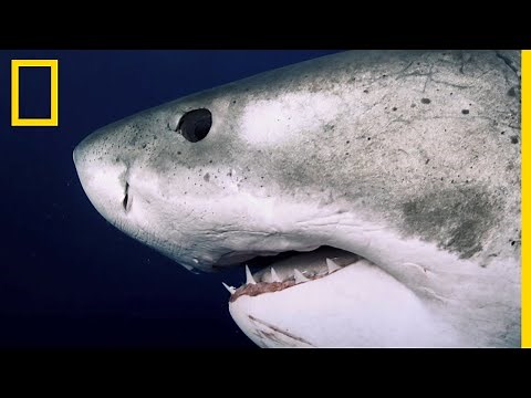 Deep Blue, the world's largest great white shark finally found?