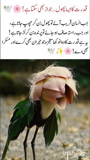 The Flower That Turns Into a Bird — Nature’s Hidden Magic! 🌸🕊️#birds#naturefacts#wildlife#nature