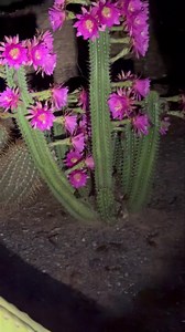 One of the most interesting and exciting coloured Trichocereus Shep Purple. There’s a lot of debate about what this is, it doesn’t really matter as it’s just stunning to see a large plant flowering like these ones. | Cactus Country