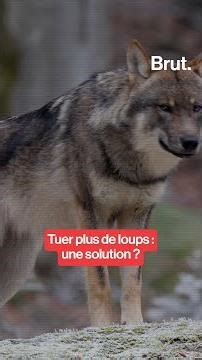 Tuer plus de loups : une solution ?