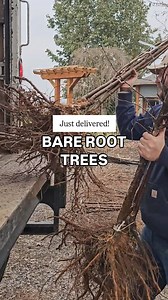 1K views · 76 reactions | Bare root trees were just delivered! Let's...