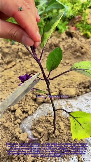 Astuces malins pour tailler les aubergines : renforcer les tiges et optimiser la production de
