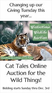 5.5K views · 17 reactions | Mixing things up and having some fun this Giving Tuesday this year. An online auction filled with wildly, fun bundles, and experiences, like no other. Bidding starts Sunday. Check it out! #auction #givingtuesday #cuteanimals #wildlife #spokanenonprofit #cattaleswildlife | Cat Tales Wildlife | Facebook