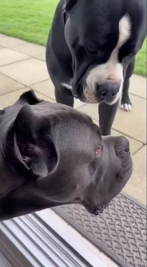 Cane Corso Door Prank Kiss 😂😂😂 , #funnyshorts #dogcomedy #canecorso , viral trending meme dog