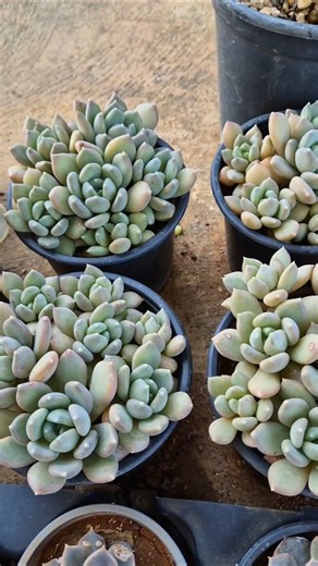 If you have only one Pachyveria corvus plant, you can propagate it using leaves, like this.