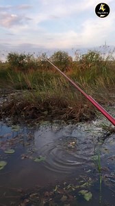 Pacinge gablok | Ady Cokro