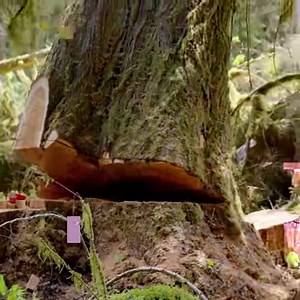 If a tree falls in the forest...🌲 In the middle of the wilderness, a courageous band of brothers risk their lives and livelihoods to harvest the largest timber in the world. 🗓 #TheLastWoodsmen premieres Friday, November 15 on Discovery | Discovery