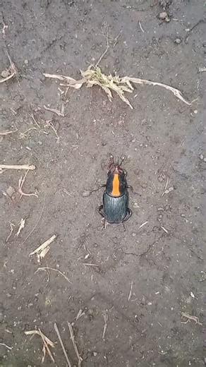 #Titanus giganteus @pyurrchanel