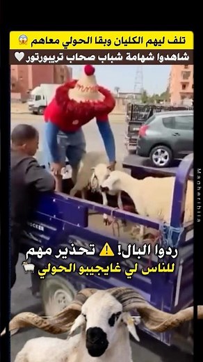 عيد الاضحى | زبون تلف ليهم وبقا حولي مع صحاب التريبورتور 😢 شوف اش دارو #مغاربة_العالم #عيد_الأضحى