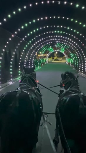 Tryon International on Instagram: "Climb aboard a horse-drawn carriage at Winterfest and experience Shadrack’s Drive-Through Light Show in style. 💫 This immersive holiday excursion offers fun for all, especially the horse lovers in your life! 🐴 Head to Tryon.com/Winterfest to book your carriage ride through the lights! ✨"