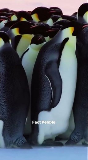 Amazing Large group of Emperor penguins #snow #penguin #antarctica #ice