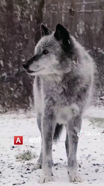 Stunning Wolf in a Snowy Environment