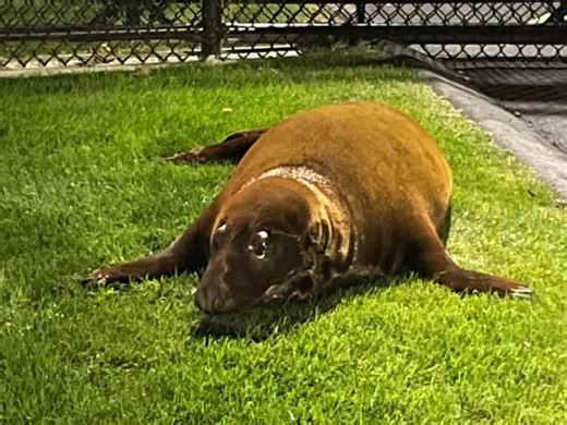 'Shoebert Goes Home' Polar Plunge Set For Beverly's Lynch Park