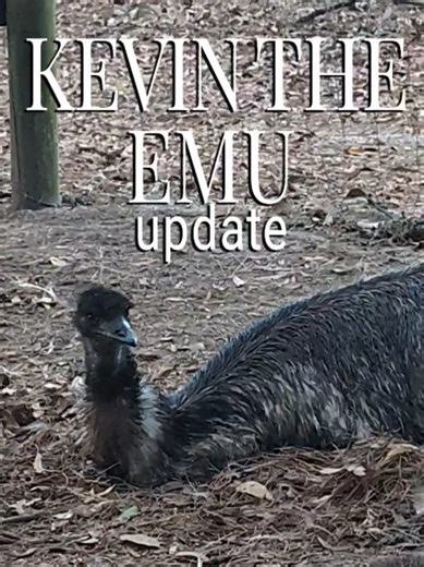 The 365 Farmstead · Day 54 of 365 Kevin’s still on the nest tonight. He's settled in, picking up leaves, and adding to the nest, making it “just right.” Temps are dropping into the high 20s (Farenheight) again here tonight (that's cold for FL), and yes: he’s out in the open. That’s his choice. Emu feathers are serious insulation, and his body heat is what keeps the eggs where they need to be. We’ll keep checking in, but he’s doing exactly what an emu dad is built to do. Question: do you want mor