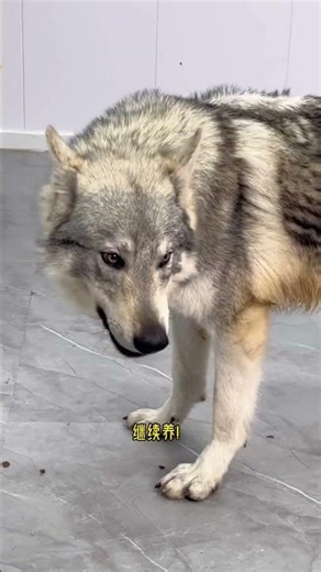 The Real Wolf in Disguise: My Secret Wolf-Rearing Success Story