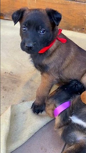 Malinois Ida Belgian Beauty