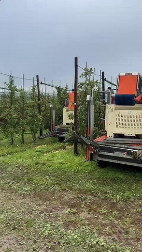 256K views · 1.6K reactions | The British Pink Lady apple harvest is...