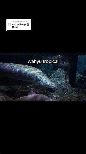 Wahoo Kesayangan di Fish It Roblox: Tips dan Event