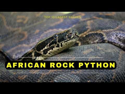 African Rock Python vs Large Prey (Top 10 Biggest Snakes #5)