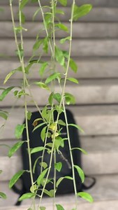 13 reactions | Meet Frontier — the backpack that finally keeps up with your lifestyle. Work, campus, café hopping… this one bag handles it all. Upgrade your daily carry. Upgrade your confidence. #grabgo #everydaycarry #bangladeshibrand | Grabgo | Facebook