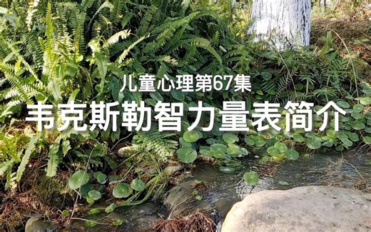 韦克斯勒智力量表简介|儿童心理第67集