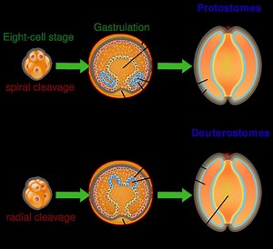 Embryological origins of the mouth and anus - Alchetron, the free social encyclopedia