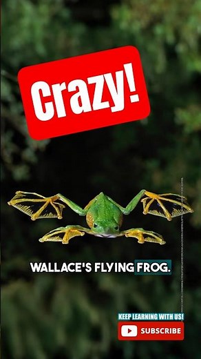 FLYING FROG! 🐸 👀 Wallace's flying frog #factsforkids #frog #frogfacts #educational #shortsforkids