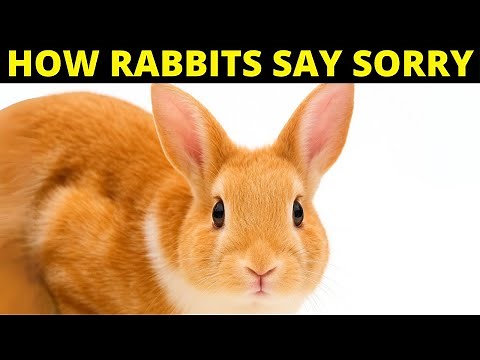 HOW DO RABBITS APOLOGIZE TO HUMANS?