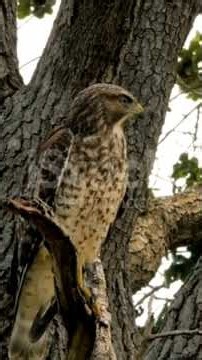 HAWK SCREECHING IN THE JUNGLE🐤#wildlife 🌿🍃#shortvideo #birdsounds