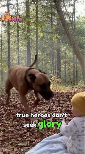 Hero Dog vs Giant Spider | Baby’s Guardian