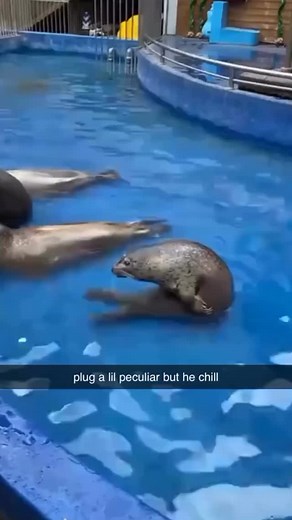 seals on Instagram: "How adorable they are!! Rate 1/10 for this cuteness!! Credit: @seal.heaven Share your thoughts in the comment section 😍 — 💥 (All rights® are reserved & belong to their respective owners) #seal #seals #sealsofinstagram #animals #seallovers #dailyseal #sealotd #cute #cuteanimals #pinniped #pinnipeds#sealpup #babyanimals #greyseal #sealsofinstagram #grayseal #babyseal #miami #arlington #portland #seattle #newyork #losangeles #chicago #boston#newyork #losangeles #chicago #hous