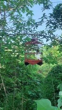 Trapping magpies without a cage and the outcome.