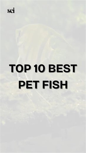 Top 10 Best Pet Fish 🐟 #top10 #fish #pet #aquarium #freshwaterfish #sciin60