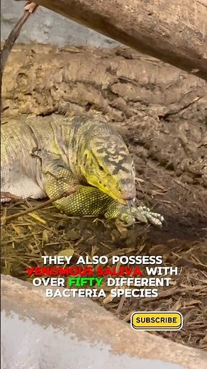Up Close With a Komodo Dragon – Tongue Flicks & Amazing Details! #komododragon #reptiles #wildlife