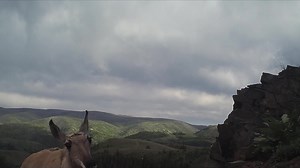 Pronghorn up close and personal! *🔊 Sound on! Watch to the end to hear a pronghorn breathing.* See that big nose? That sniffer does more than smell. Some pronghorn nasal and facial veins are structured in a way that helps cool pronghorn down when temperatures rise by returning cold blood to the body. Evaporative cooling of tissue lining the nasal cavity is the main way pronghorn cool off. As they breathe, air flow evaporates mucous over nasal tissue, cooling blood in the veins below. That coole